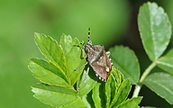 Sloe Bug (Dolycoris baccarum)